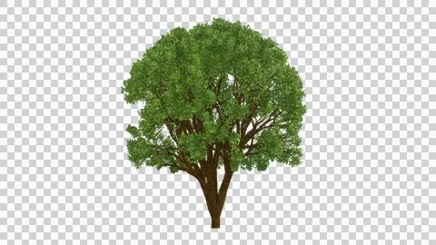 Isolated single tree with clipping path and alpha channel on a transparent .. Stock Illustration