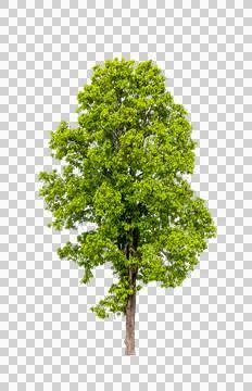 Isolated single tree greenery botanical Stock Photos