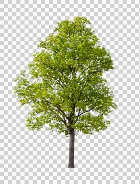 Isolated single tree greenery botanical Stock Photos