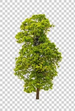 Isolated single tree greenery botanical Stock Photos