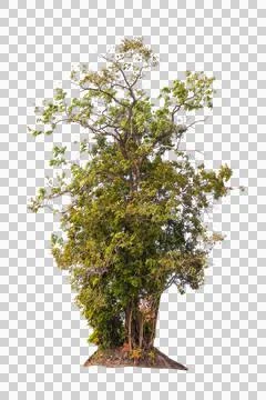 Isolated single tree greenery botanical Stock Photos
