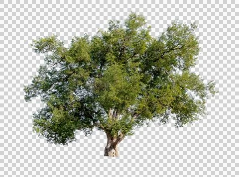 Isolated single tree greenery botanical Stock Photos