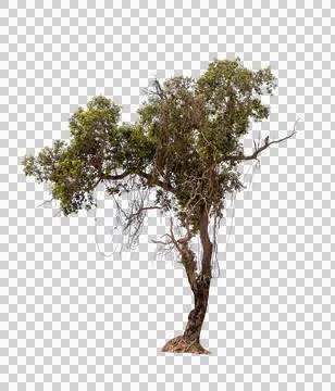 Isolated single tree greenery botanical Stock Photos