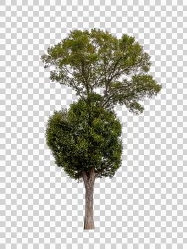 Isolated single tree greenery botanical Stock Photos