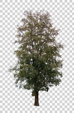 Isolated single tree greenery botanical Stock Photos