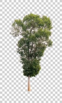 Isolated single tree greenery botanical Stock Photos