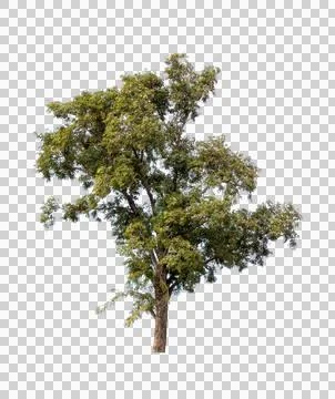 Isolated single tree greenery botanical Stock Photos