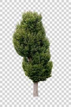 Isolated single tree greenery botanical Stock Photos