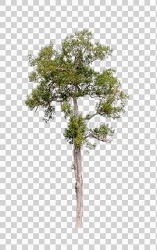 Isolated single tree greenery botanical Stock Photos