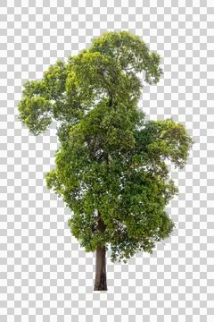 Isolated single tree greenery botanical Stock Photos