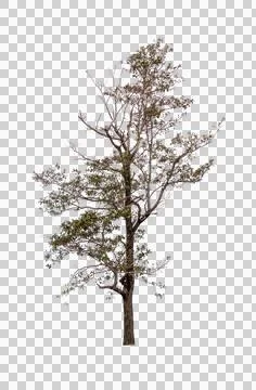 Isolated single tree greenery botanical Stock Photos