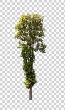 Isolated single tree greenery botanical Stock Photos