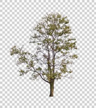 Isolated single tree greenery botanical Stock Photos