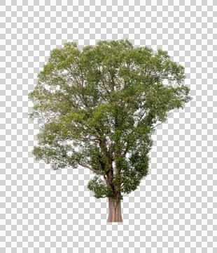 Isolated single tree greenery botanical Stock Photos