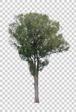 Isolated single tree greenery botanical Foto stock