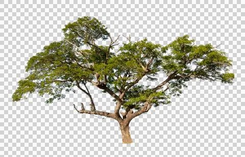 Isolated single tree greenery botanical Stock Photos