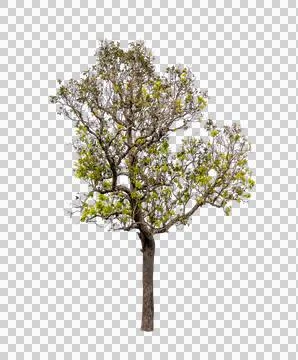 Isolated single tree greenery botanical Stock Photos