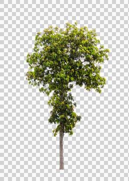 Isolated single tree greenery botanical Stock Photos