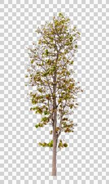Isolated single tree greenery botanical Stock Photos