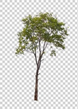 Isolated single tree greenery botanical Stock Photos