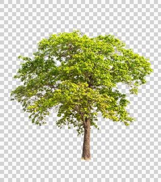 Isolated single tree greenery Stock Photos