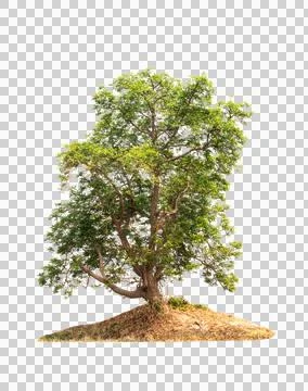 Isolated single tree greenery Stock Photos