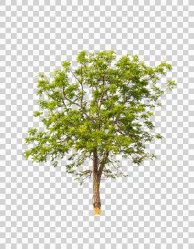 Isolated single tree greenery Stock Photos