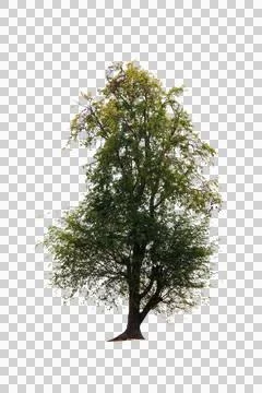 Isolated single tree greenery Stock Photos