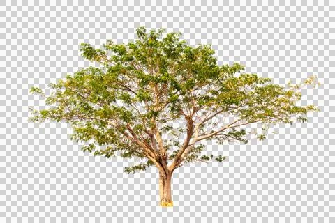 Isolated single tree greenery Stock Photos