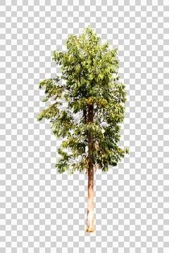 Isolated single tree greenery Stock Photos