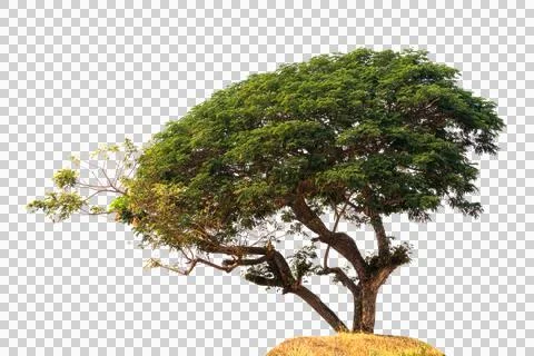 Isolated single tree greenery Foto stock