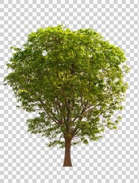 Isolated single tree greenery Stock Photos