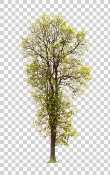 Isolated single tree greenery Stock Photos