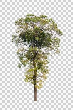 Isolated single tree greenery Stock Photos