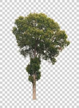 Isolated single tree greenery Stock Photos