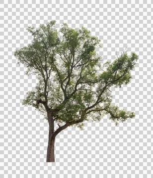 Isolated single tree greenery Stock Photos