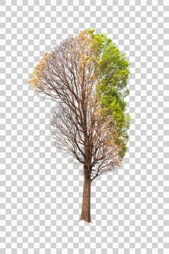 Isolated single tree greenery Stock Photos