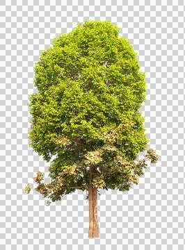 Isolated single tree greenery Stock Photos