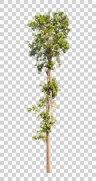 Isolated single tree greenery Stock Photos