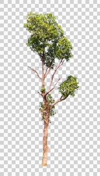 Isolated single tree greenery Stock Photos