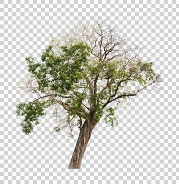 Isolated single tree greenery Stock Photos