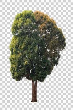 Isolated single tree greenery Stock Photos