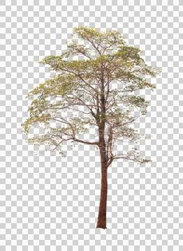 Isolated single tree greenery Stock Photos