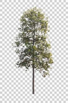 Isolated single tree greenery Stock Photos