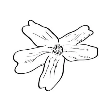 Isolated sketch of a flower Stock Illustration