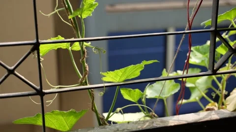 An isolated slow motion shot of a small plant blowing in wind in the window bars Vídeos de archivo 152577954