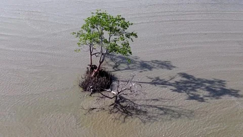 Isolated small green tree with roots growing in shallow muddy water Stock Footage 336882852