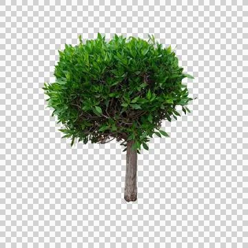 Isolated small green tree with round thick foliage canopy alone Stock Photos