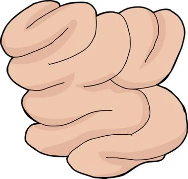 Isolated small intestine Stock Illustration
