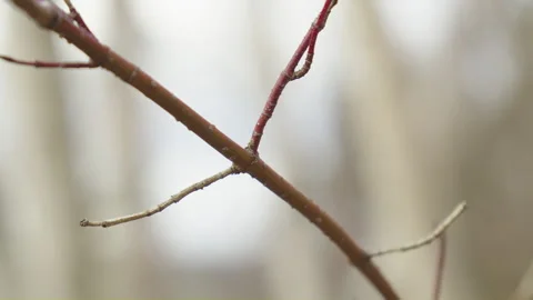 Isolated small reddish branch with defocused silver birch forest background Stock Footage 255459514